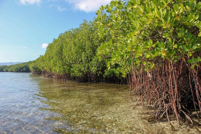Apple investuje do mangrovových lesů, jako je tento. Mohly by být klíčové v boji proti změně klimatu.