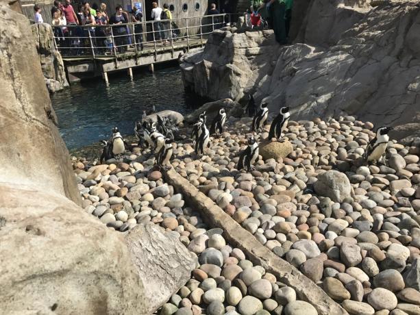Пингвины на скалах.