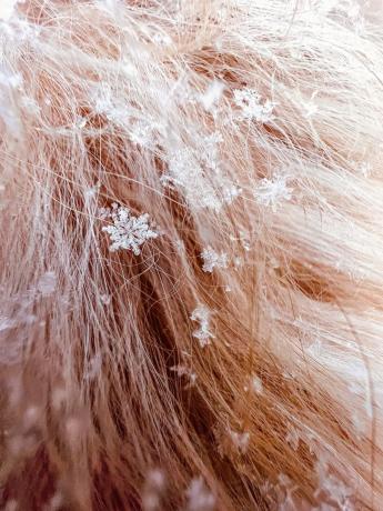 " Honeycomb" (lumihiutaleet koiran karvoissa), kirjoittanut Tom Reeves (@tomreevesphoto). Kuvattu iPhone 13 Prolla.