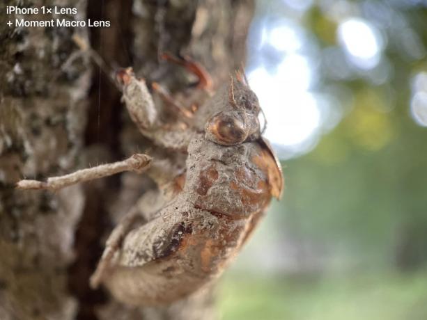 Bug (iPhone 1× Lens + Moment Macro Lens). Ik dacht dat ik een heel coole foto van een cicade had, maar een plaatselijke insectenexpert aan wie ik deze foto liet zien, heeft me laten weten dat dit slechts een lege huls is. Goed beeld wel.