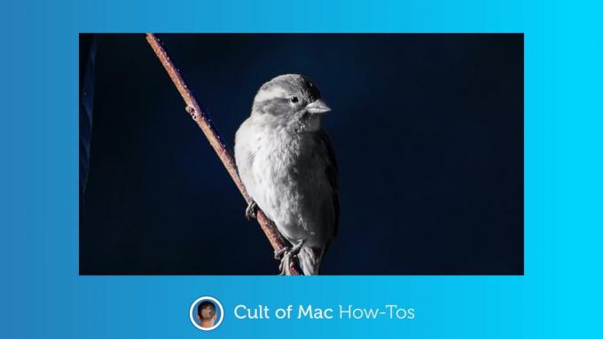 Πώς να διαπιστώσετε εάν το κακόβουλο λογισμικό Silver Sparrow κρύβεται στο Mac σας