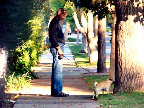Steve'as Jobsas vaikšto savo mopsu Palo Alto.