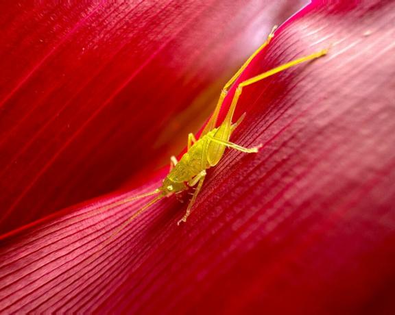 צילום מאקרו של חרק על עלה פרח אדום.