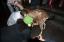 Animalele de la fermă se alătură liniei iPhone 4S din New York
